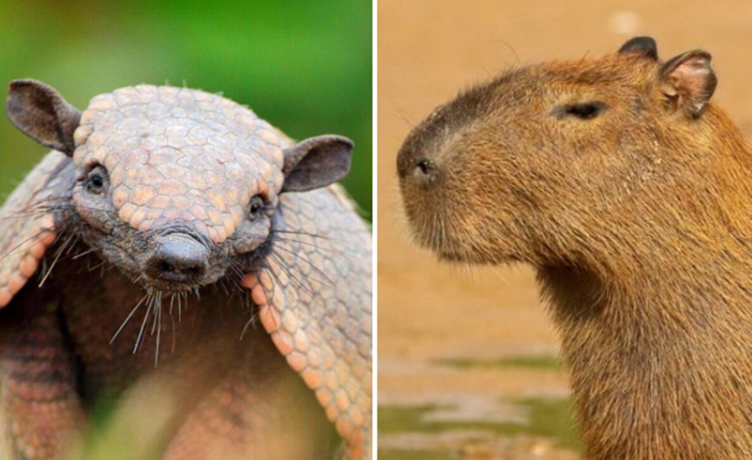 Vídeo que mostra capivara sobre tatu é produzido por inteligência artificial